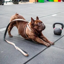Ferplast Cricket Matic G15 Correa para Perros Azul/Blanco 120cm 61g
