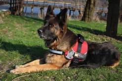 Ferplast Hercules P XXL Arnés para Perros Negro 1 ud