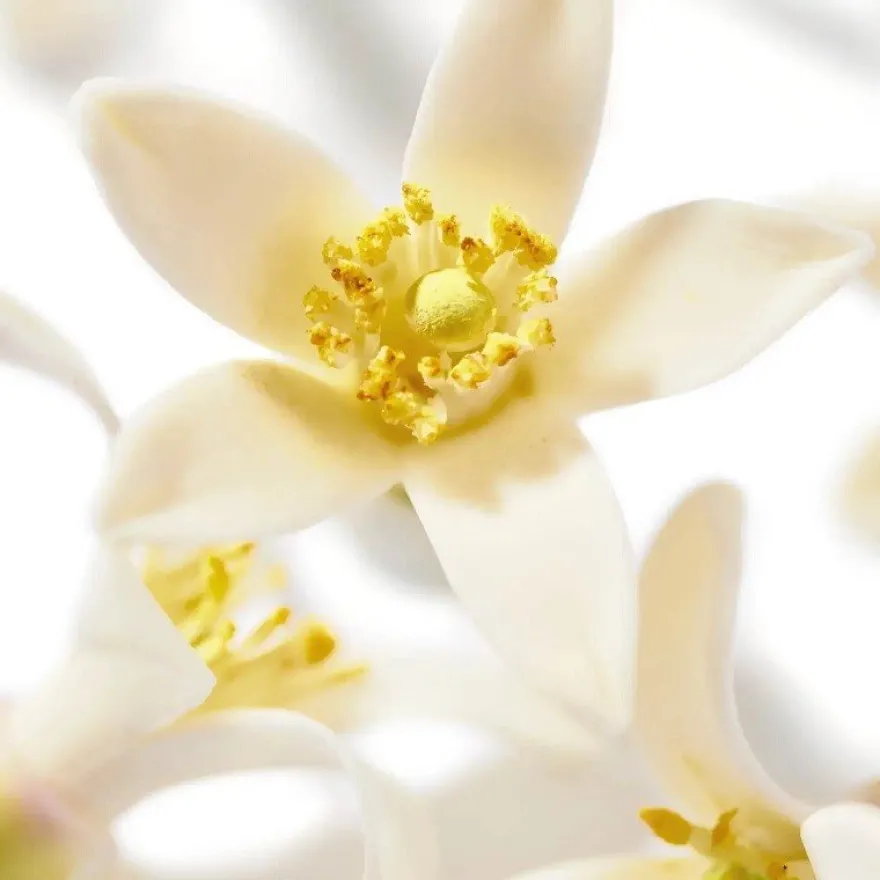 Nuxe Prodigieux Néroli le Parfum 50ml