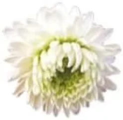 Pranarom Manzanilla Romana Flor 5ml
