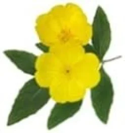 Pranarom Onagra Bio 50 ml