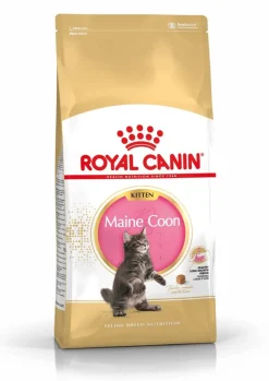 Royal Maine Coon Kitten Comida seca 10kg