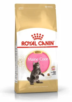 Royal Maine Coon Kitten Comida seca 10kg