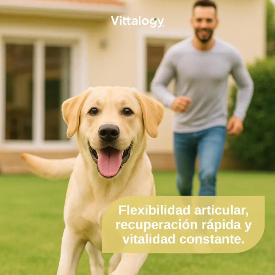 Vittalogy Condroprotector para Perros 3x120 Cápsulas【PACK AHORRO】