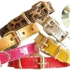 Youpet Little Charol Collar Perros Pequeños Ajustable 18-22cm